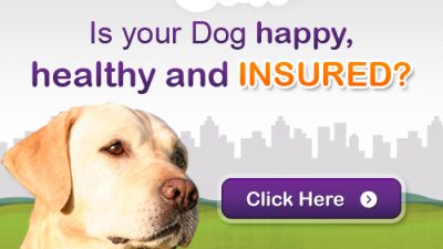 Content image for when does pets best insurance kick in